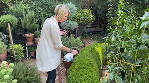Our good friend, Linda Vater - lindavater.com, loves using the lightweight battery-operated sprayer to apply products to her boxwoods and other plants and shrubs in her garden. The easy-to-use sprayer has a measuring guide on the side and just requires light pressure to engage the sprayer. Great as an indoor plant mister too! Check it out here! https://bit.ly/3m5PjKN | Centurion Brands