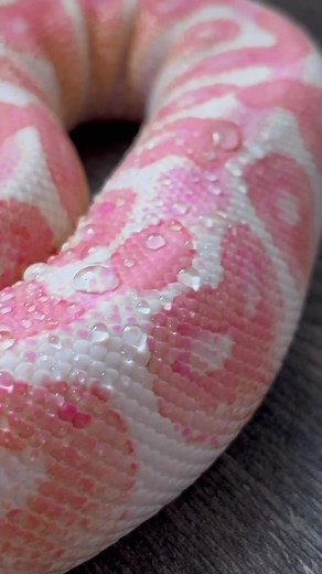 Meet Peaches the Pink Snake | Pet TikTok Sensation