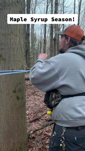 Maple Syrup Tapping Process Explained