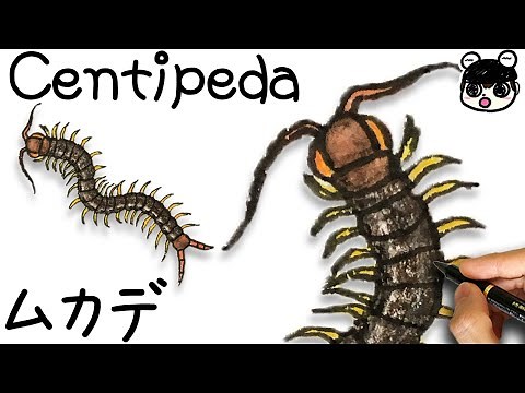 【Realistic】How to draw Centipede | step by step
