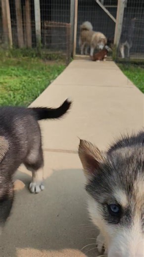 549K views · 10K reactions | Lakota's husky puppies out running and playing today in the big play yard.They had a very big day today.They're exhausted https://bamahuskies.com #bamahuskies #huskies #puppies #siberianhusky #huskypuppies now. | Bamahuskies | Facebook