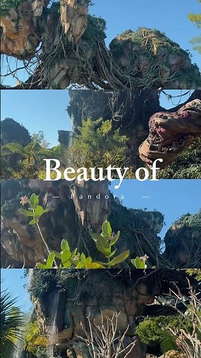 The Beauty of Pandora Avatar Disney’s Animal Kingdom