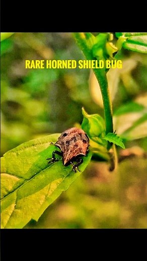 Horned Shield Bug Facts | Rare Insect Behaviour | Macro Wildlife Shorts