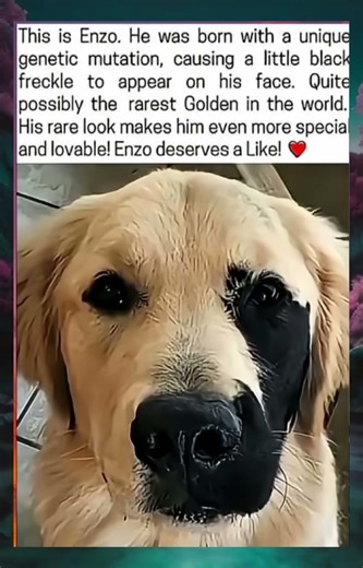 The Golden Retriever with the "Black Freckle