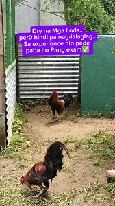 509K views · 2.3K reactions | Dry Na Mga Lods Sa Experience nio Pede paba pang exam ito✅ #viralreelsシ #fbreelsfypシ゚ #trendingreels #tips #passion #forintertainmentpurposesonly #Disclaimer: No animals were harmed or abuse filming this video for breeding en content purposes only. | Chrisler Florentino | Facebook
