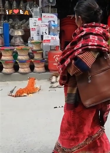 Startled Creatures 🐾🤣 | I Freaking Love Animals