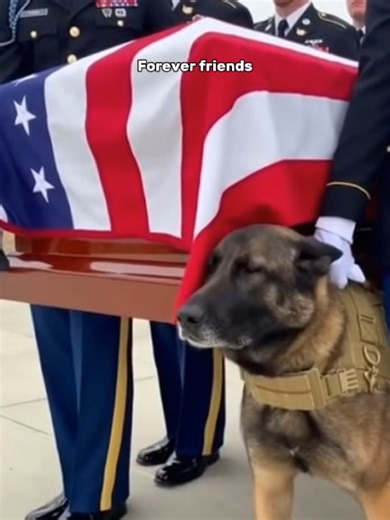 Inspiring Dogs and Soldiers Bond