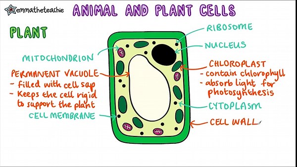 GCSE Biology Paper 1 Revision (2020)