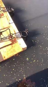 Muskrat float. Easy way to set muskrat traps