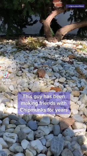 So cute! ❤️ #chipmunk #chipmunks #chipmunksoftiktok @chipmunksoftiktok