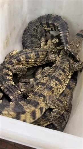 Crocodile Farm to Slaughterhouse: Receiving and Weighing Live Crocs 👀