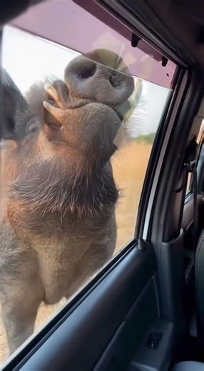Wild Pig Attacked Our Car 😱 Face Reaction Gone Wrong! #adventureexploring #adventurevlog #animals