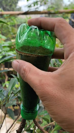 7K views · 2.1K reactions | A very easy air layering technique using used bottle as container #airlayeringtechnique #gardeningtips #fblifestyle #plantpropagation | Abi Garden | Facebook