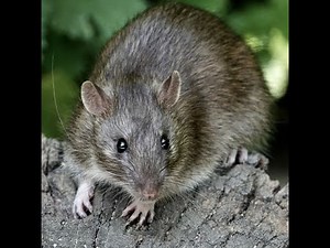 Daytime Ratting with airguns