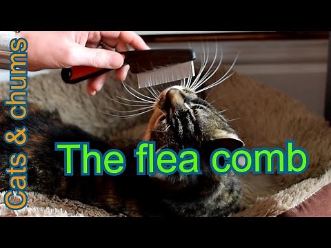 How to use a Flea Comb on a cat | Brushing your cat