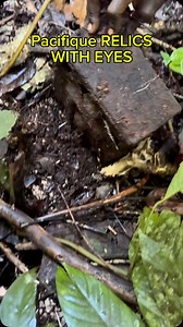 Finds object on Pacific with eyes #ww2 #normandyrelics #war #pacific #guadalcanal | Normandy Relics