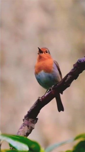 Le chant mélodieux du rouge-gorge