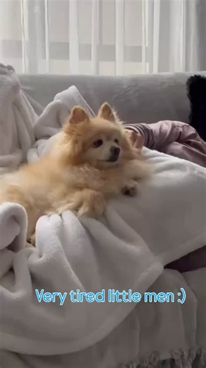 #pomeranian #pomeranea | Anna Hovhannisyan