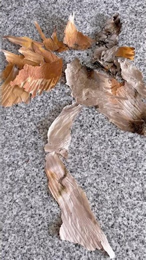 I Found a Horse in Random Wood Pieces 🐎