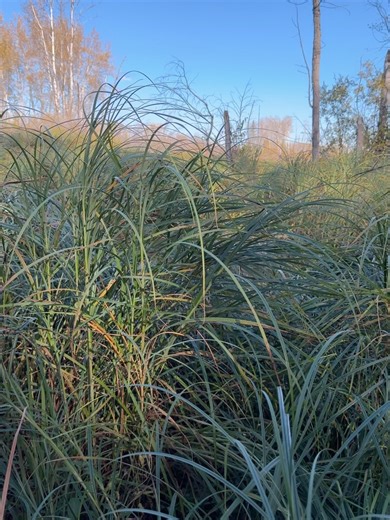 Lisa Atkinson - Royal Lepage Westwin Realty on Reels