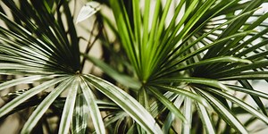 Experts ALWAYS Recommend These 10 Palm Plants for a Tropical-Inspired Touch