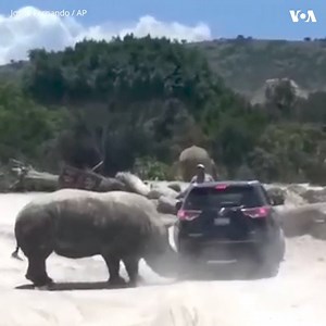 A rhinoceros chased a small SUV carrying visitors at Africam Safari, a zoo in central Mexico on July 30. Visitor Josue Fernando Gonzalez Aguilar filmed the incident. He noticed the rhino trotting toward a group of zebras, but then the animal took an interest in a small black SUV, repeatedly ramming its bumpers and seemingly attacking the vehicle's tires. Gonzalez Aguilar said park employees on foot tried to control or distract the animal, and then closed that part of the park. According to a sta