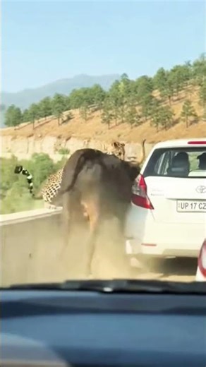 Cheetah vs Bull😨 #shortsvideo