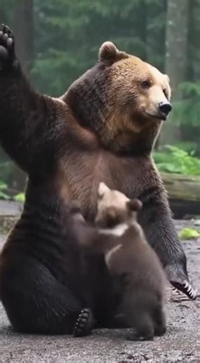 Grizzly bear pushes away baby,mom watch the surprising reaction #wildlife #bear #nature #shorts