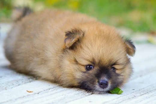What Causes Hair Loss In Pomeranians