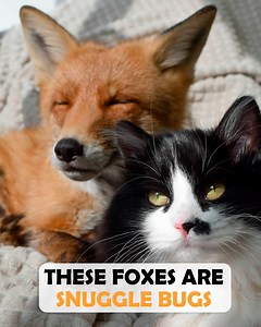 These baby foxes not only play with puppies, but also befriend kitties 🤩 #fox #animalfriends #cuddlebuddies | Cuddle Buddies