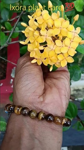 How To Grow & Care For Ixora