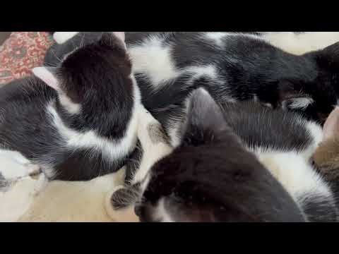 Kitten Cuddle Puddle- Barn Cats on a Rainy Day