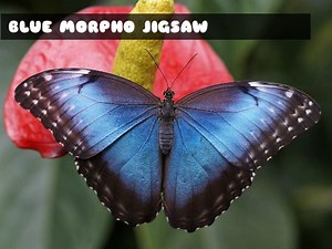 Play Blue Morpho Butterfly Jigsaw | Free Online  Games. KidzSearch.com