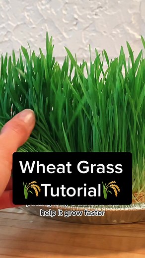 Flocking Chickens on TikTok