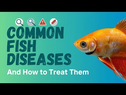 Common Fish Diseases And Treatments 🐠 How To Treat Sick Fish