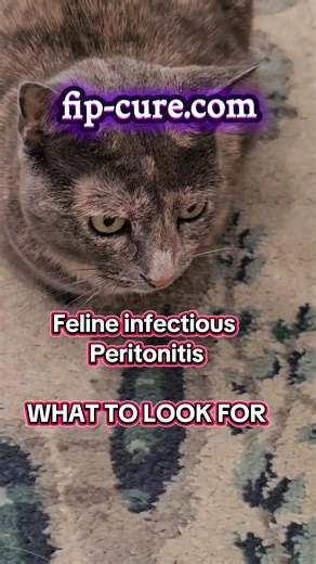 PetVital FIP: Feline Infectious Peritonitis prescription for GS-441524. TREATMENT MEDICATION FOLLOWING VETERINARIAN DIAGNOSIS. Please use the affiliate link for ordering: https://fip-cure.com/szdypatyxy #fiptreatment #GS -441524 #feline #CATS #catsoftiktok