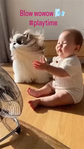Bark Hub on Instagram: "Playtime with blow wowow... #dogsofinstagram #doglover #dogstagram #doglife #baby"