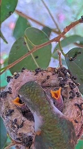 Allens Hummingbird Feeding Chicks Forest and Autumn 10 & 12 Days Old #babyhummingbirds #nestcamera