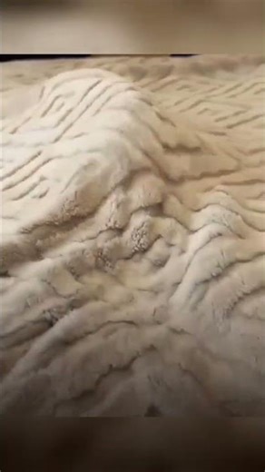 Cat Peek-a-Boo! 😻 Learn This Fun Game!