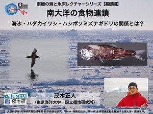 南極海の食物連鎖 ～海氷・ハダカイワシ・ハシボソミズナギドリの関係とは～