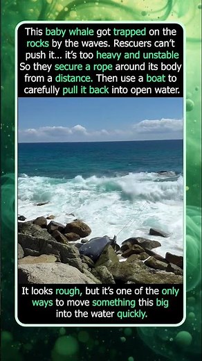 How They Rescue a Baby Whale Stuck on Rocks