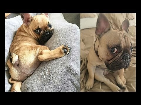 Funny and Cute French Bulldog Puppies Compilation #2 - Cutest French Bulldog