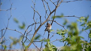 Small sparrow sitting on a tree branch in spring garden with a blue clean sky.