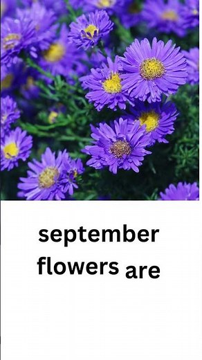 September birth flower. September flower of the month.
