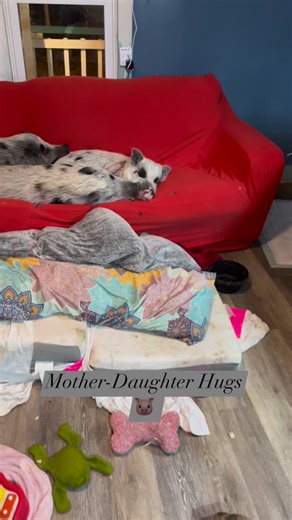 Pig mothers love their babies! In the wild, mother pigs will often stay with their children for life as a larger family unit. This is in stark contrast to what happens on pig farms and pet breeding operations. The best way to not be the reason families are separated is to not eats pigs or buy pet pigs breeders. Always ask yourself, how would I want to be treated were our situations reversed. #pig #motherdaughters #family #love | Life With Pigs