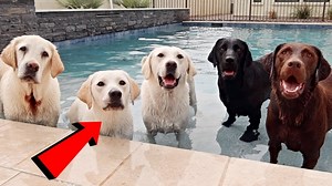 185K views · 319 reactions | Labrador Lucy Surprises Her Parents and Uncles!! | Life With Labradors | Facebook