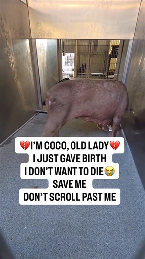 💔 COCO DESERVES TO LIVE — PLEASE DON’T LET HER STORY END THIS WAY 💔 Coco was unwanted by the very person she trusted most. Her owner never wanted her to get pregnant. They said she was too old — an “old lady” who had no business carrying life anymore. But nature had other plans… and Coco became pregnant in her senior years. Instead of care and compassion, she was met with frustration, resentment, and abandonment. Throughout her pregnancy, Coco spent more time at the vet than at home, fighting