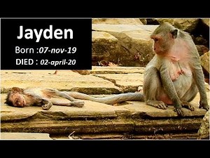 RIP | poor baby Jayden until now almost 5 month old but unfortunately was gone today
