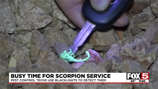 As Las Vegas Valley heats up, exterminators busy with scorpion calls