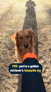 462K views · 11K reactions | This dog holding onto a camera while running will make your day  | Lovimals | Facebook